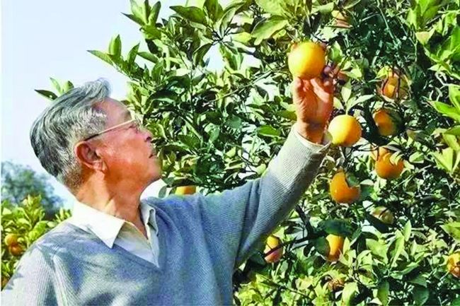 褚时健
